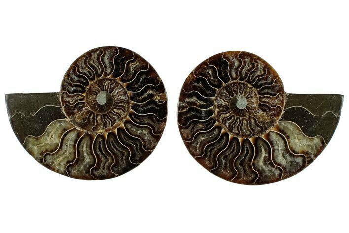 Cut & Polished, Crystal-Filled Ammonite Fossil - Madagascar #292796